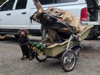 Hunting Dogs