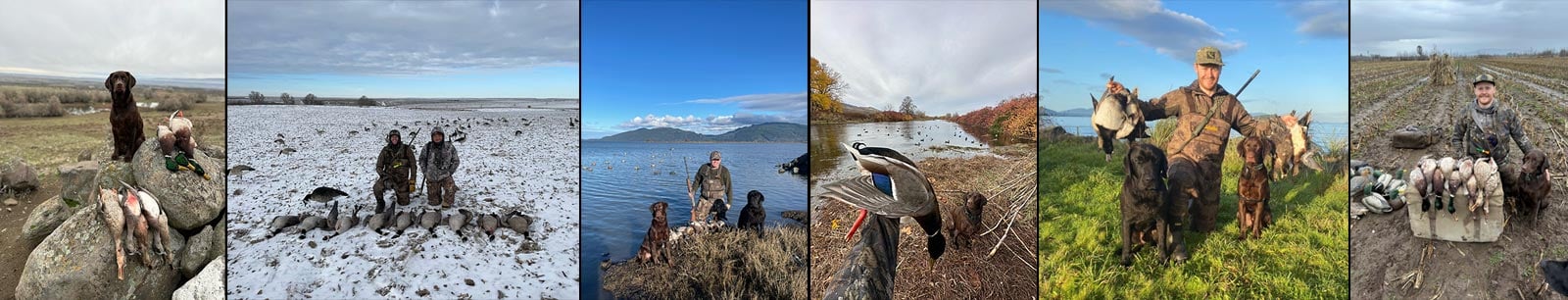 hunting dogs duck hunting