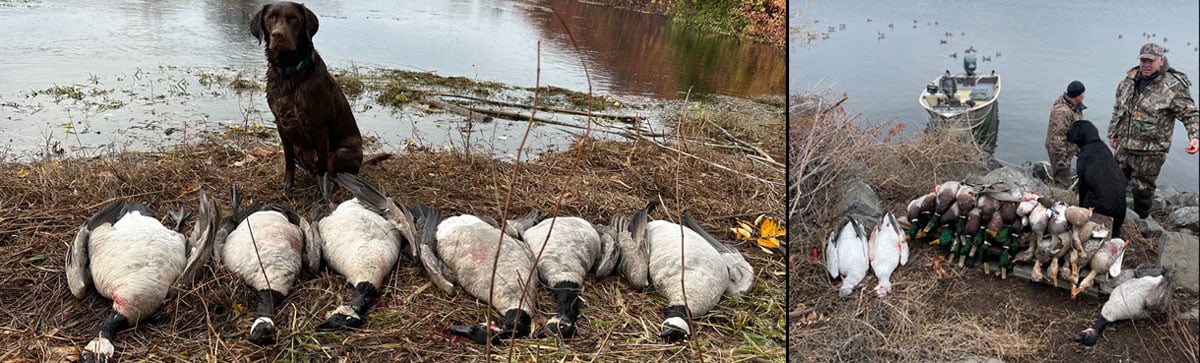 Hunting dogs, duck dogs