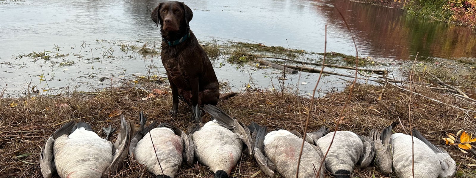labrador retrievers hunting dogs